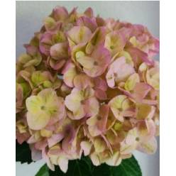 Hortensia Jumbo Light Pink 60cm �18/20