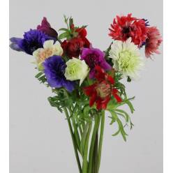 Anemona Italia Fullstar Mixta 40cm "T50"