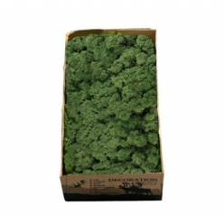 Caja Musgo Preservado Verde Oscuro 500g
