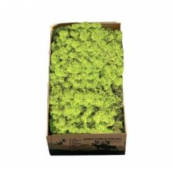Caja Musgo Preservado Verde Spring 500g