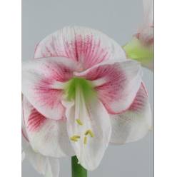 Amaryllis Ga Exception Bic. "CC12"