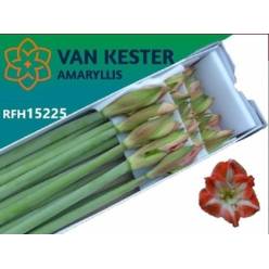 Amaryllis Ga Minerva Bic. "CC15"