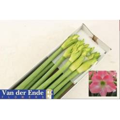 Amaryllis Tr Rebecca Rs. "CC15"