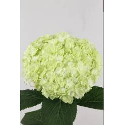Hortensia Hol. Royal Highnes Classic 60cm �18/20 Bl.