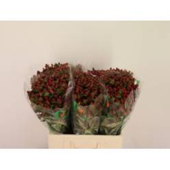 Hypericum Hol. Maroon 60cm "T25" Mar.
