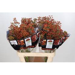 Semilla Rosa Autumn Flush 55cm