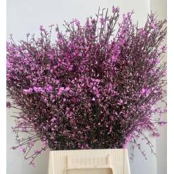 Ginestra Italia Tintada Cerise 70cm 200gr