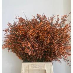 Ginestra Italia Tintada Naranja 70cm 200gr