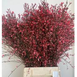 Ginestra Italia Tintada Roja 70cm 200gr