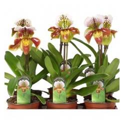 P. Paph Amerika Hyb Mixto 12/50cm x8