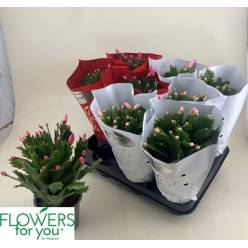 P. Rhipsalidopsis mixto 2kl 11/24cm "CC9"