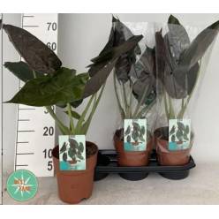 P. Alocasia Wentii  19/55cm x5