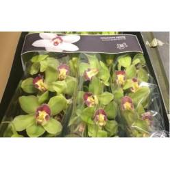 Cymbidium Mrs Maxima 70cm Vd.