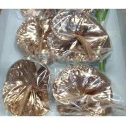 Anthurium Hol. pintado Oro �11  "CC16"