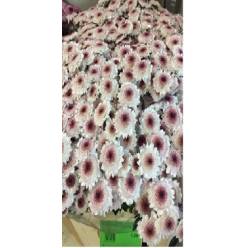 Santini Sweetheart 1300gr "T25" Bic.