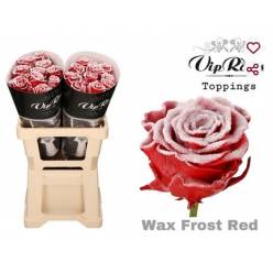 Rosa Hol. Cera Roja Nieve 60cm "Vip R."