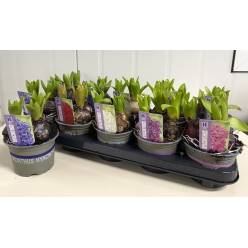 P. Jacintos Mixto 5Kl 12/15cm "CC10" 3F