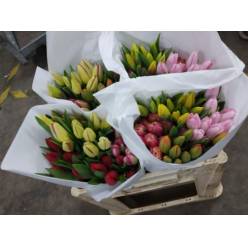 Tulipan Hol. Mixto Navidad 40cm "T50"
