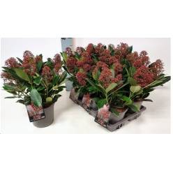 P. Skimia J Rubella 15/30cm x6