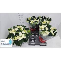 P. Poinsetia P Alaska 15/45cm x5 6F