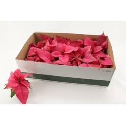 P. Poinsetia P Chr F Pink 6/17cm "CC20"