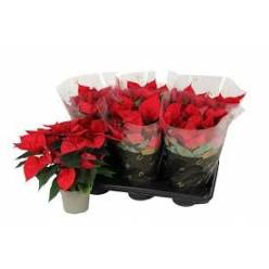 P. Poinsetia P Chr Universe 11/24cm "CC10" 4F