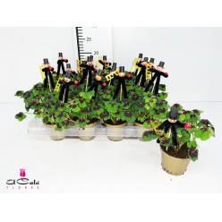 P. Oxalis Deppei (Trebol de la suerte) 9/11cm "CC12"
