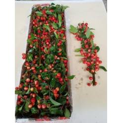 Malus Manzanitas Red Sentinel 50cm "CC25"