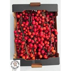Malus Manzanitas Red Sentinel Caja