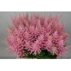 Astilbe Erika 70cm (7 Dias - 2�)