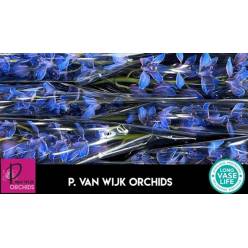 Cymbidium Tintada 80cm Azul (7 Dias - 2�)