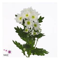 Margarita Hol. Radost 80gr (7 Dias - 2�)