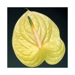 Anthurium Hol. Marysia �11 "CC20" (7 Dias - 2�)