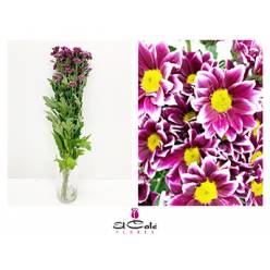 Margarita Hol. Haydar 80gr (7 Dias - 2�)