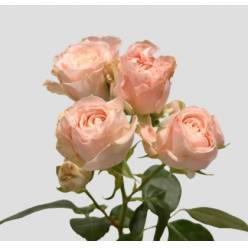 Ramificada Bombastic 40cm (7 Dias - 2�)