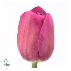 Tulipan Hol. Barcelona 45cm Frs. (7 Dias - 2�)