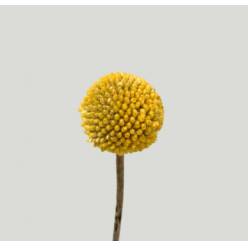 Craspedia Paint Pop 60cm "T25" (7 Dias - 2�)