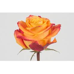 Rosa Ecu. Silantoi 50cm Bic. (7 Dias - 2�)