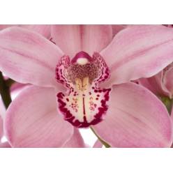 Cymbidium Mrs Rebecca Rs 80cm (7 Dias - 2�)