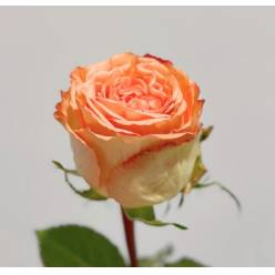 Rosa Ecu. Country Home 60cm (7 Dias - 2�)