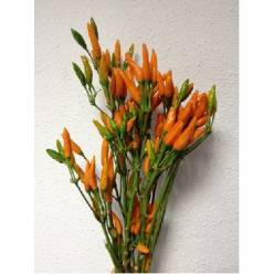 Pimientos/Cape Orange Fire 45cm (7 Dias - 2�)
