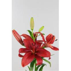 Lilium LA. Hol. Rj. Corleone 90cm 4/5 fl. (7 Dias - 2�)