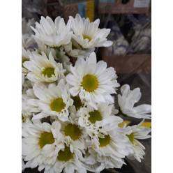 Margarita Col. D. Alma Bl. (7 Dias - 2�)