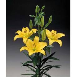 Lilium LA. Hol. Am. Nashville 90cm 5 fl. (7 Dias - 2�)