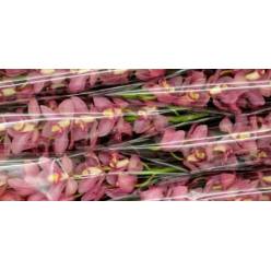 Cymbidium Traffic 80cm Rs (7 Dias - 2�)