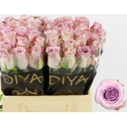 Rosa Hol. Glamorous+ 50cm x10 (7 Dias - 2�)