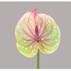 Anthurium Nac. Tequila Bic. �13  "CC12" (7 Dias - 2�)