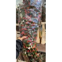 Cotoneaster Italia 70cm "Paquete" (7 Dias - 2�)