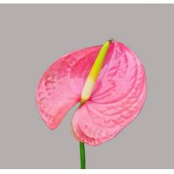 Anthurium Nac. Rosa �13  "CC12" (7 Dias - 2�)