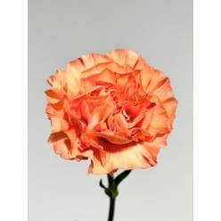 Clavel Nac. 70cm Gobi Nj. (7 Dias - 2�)